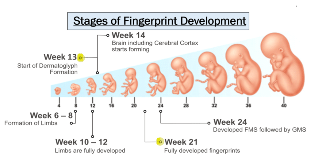 finger development