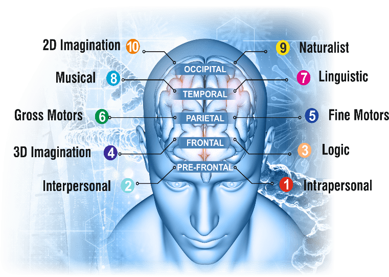 Brain